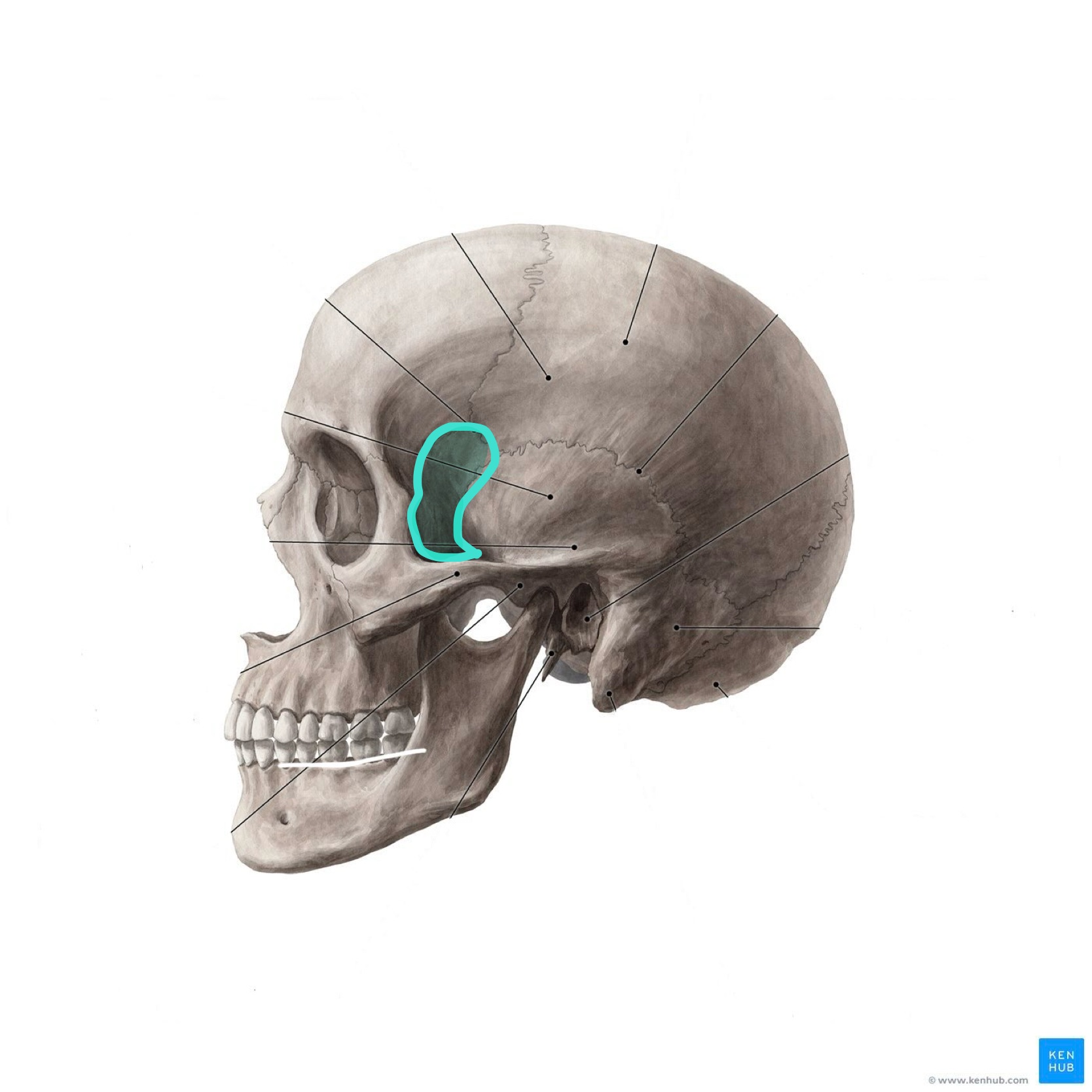<p>What is the highlighted bony landmark</p>