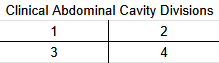 <p>Clinical Abdominal Cavity Divisions</p>