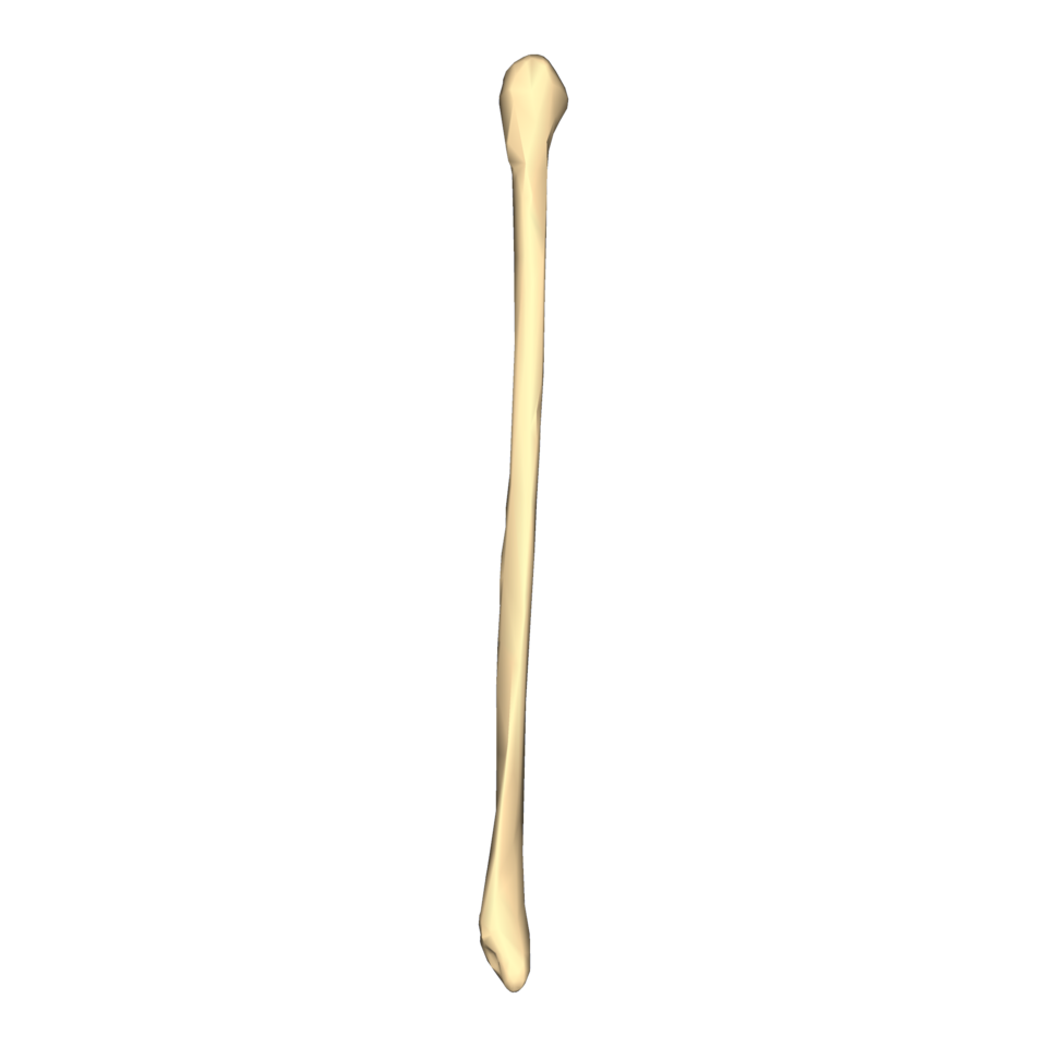 <p>name this bone</p>