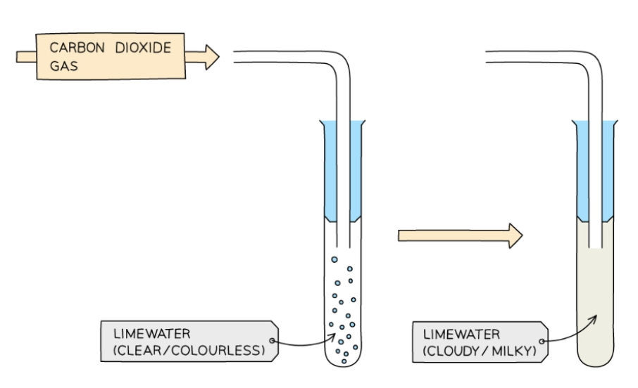 <ul><li><p>Bubbling the gas through aqueous solution of limewater (calcium hydroxide)</p></li><li><p>If carbon dioxide is present, limewater turns cloudy white</p><ul><li><p>Explanation: turns white because precipitate of calcium carbonate is formed</p></li></ul></li></ul><p></p>