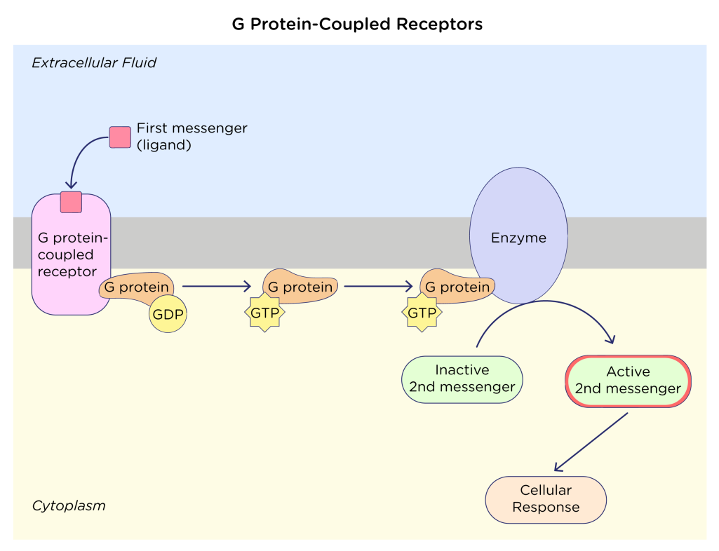 <p>indirectly activates protein kinase enzymes with use of g-protein and GTP</p><ol><li><p>Ligand binds to receptor</p></li><li><p>G protein binds to activated receptor</p></li><li><p>GTP binds to G protein</p></li><li><p>GTP/G protein leave receptor, binds to/activates effector protein (i.e. enzyme, ion channel)</p></li><li><p>Activated effector protein generates secondary messenger</p></li><li><p>Secondary messenger activates protein kinase</p></li><li><p>Activated protein kinase phosphorylates other enzymes </p></li></ol><p></p>