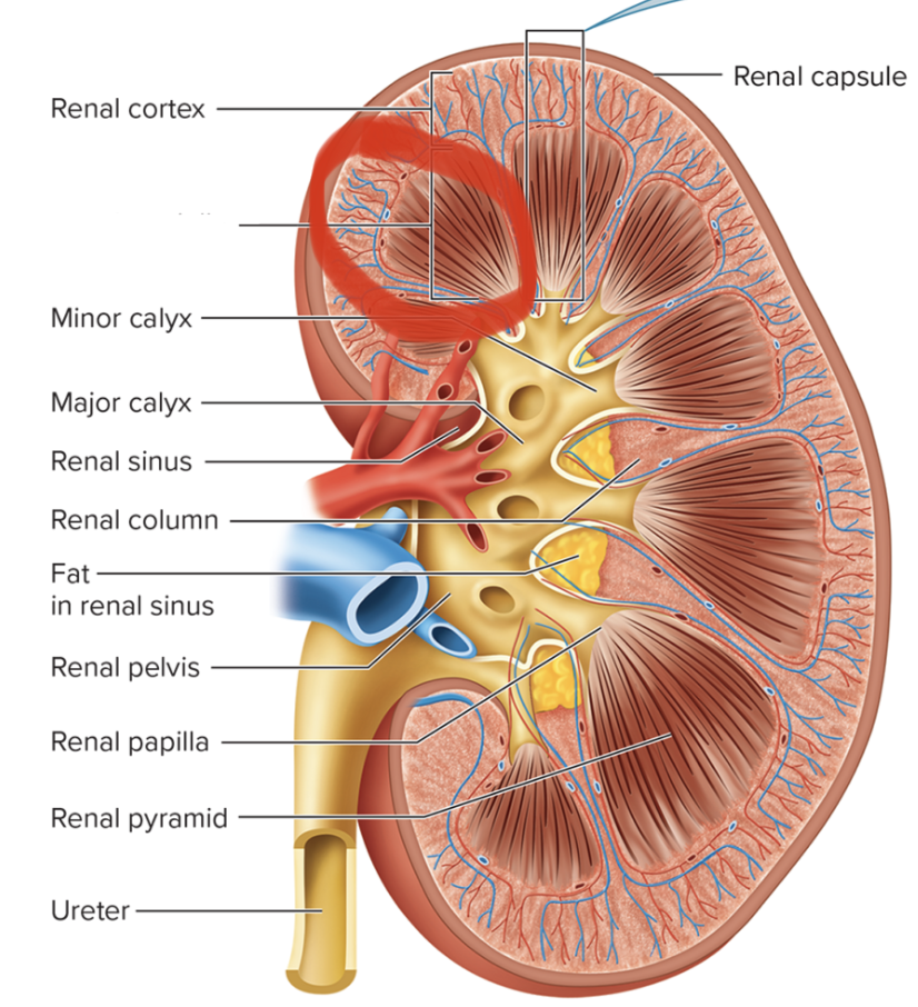 <p>name this structure</p>