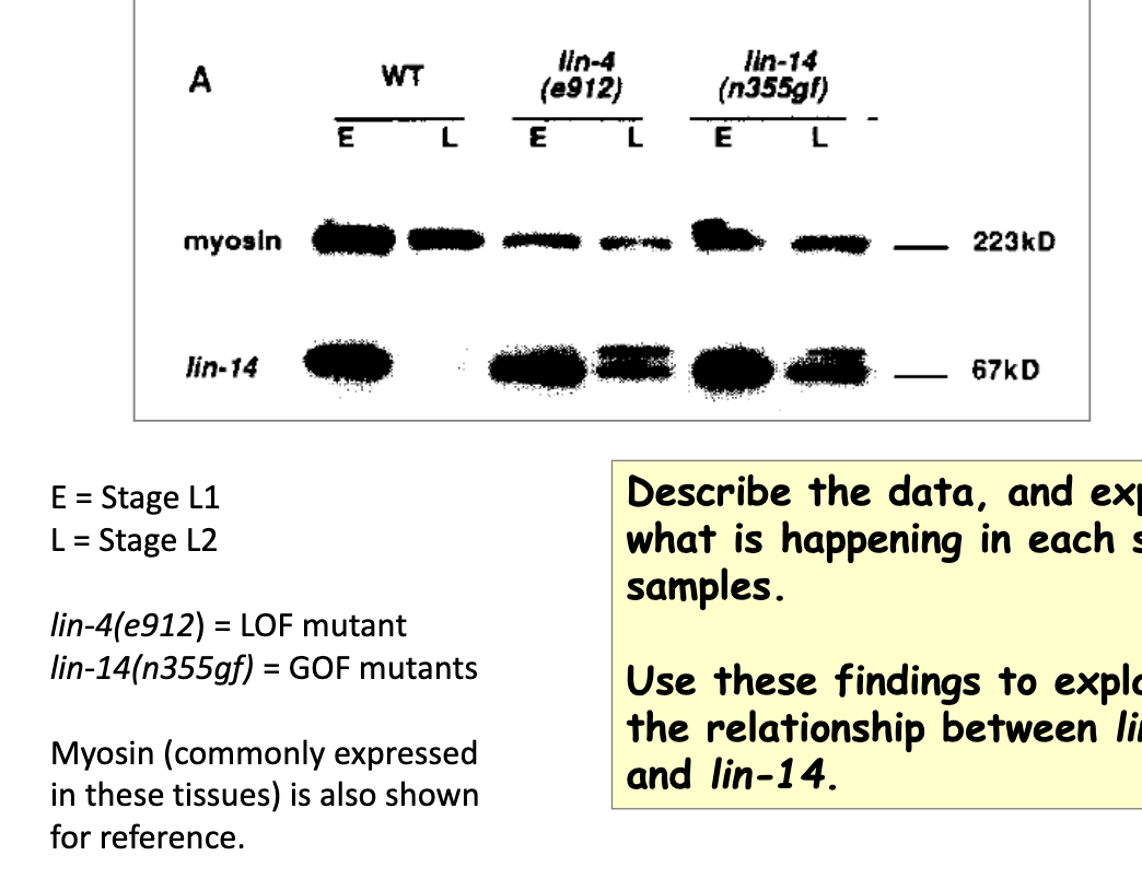<ul><li><p>in WT: Lin-14 protein expressed in L1 but not in L2</p></li><li><p>in lin-4 lof mutant: Lin-14 still expressed in L2 → suggests that WT lin-4 responsible for preventing expression of Lin-14</p></li><li><p>in lin-14 gof mutant: Lin-14 still expressed in L2 → no longer responds to lin-4</p></li></ul><p></p>