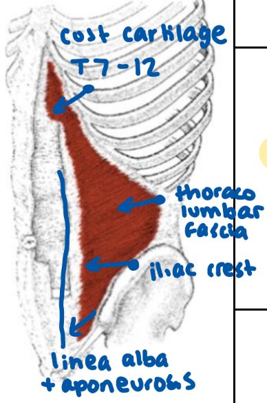 <ul><li><p>linea alba with aponeurosis of internal oblique</p></li><li><p>pubic crest</p></li><li><p>pubis</p></li></ul><p></p>