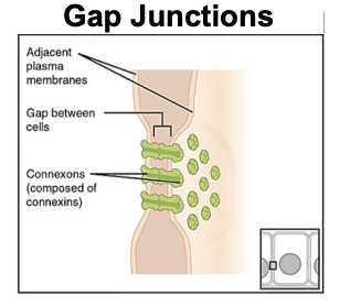<ul><li><p><strong>Structure:</strong> Small channels connect the cytoplasm of neighboring cells.</p></li><li><p><strong>Function:</strong> Allow ions and small molecules to pass directly between cells, helping cells communicate and coordinate their activities</p></li></ul><p></p>