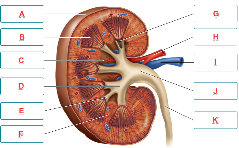 <p>Identify the structures of the kidney by clicking and dragging the labels to the correct location.</p><p></p><p><strong>Label D</strong></p><p><br>A. renal pyramid</p><p>B. renal sinus</p><p>C. renal artery</p><p>D. ureter</p><p>E. renal vein</p><p>F. renal papilla</p><p>G. major calyx</p><p>H. renal pelvis</p><p>I. minor calyx</p><p>J. renal column</p><p>K. renal capsule</p>