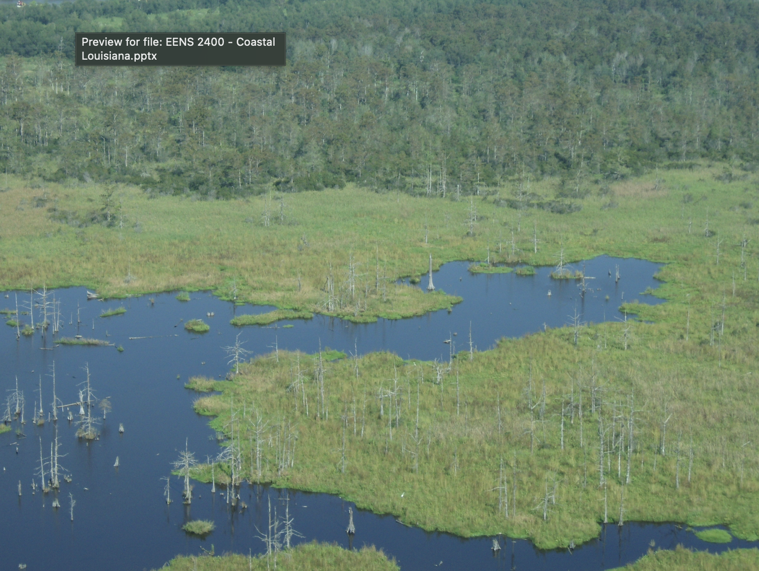 <ul><li><p>swamp turned to marsh </p></li><li><p>loss of carbon sequestration peat is lost, no carbon sink</p></li><li><p>can’t bounce back </p></li><li><p>much more vulnerable to storms</p></li></ul><p></p>