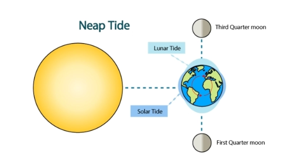 <p>- when the sun and moon are perpendicular to each other, they pull at the sea from different directions</p><p>- as the gravitational forces act against each other, the overall pull is minimized and a smaller tidal bulge is created</p><p>- this is a <strong>neap tide</strong> and it creates the smallest possible tidal range.</p>
