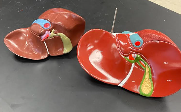 <p>Liver</p>