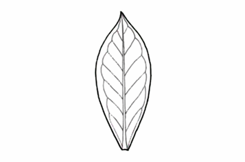 <p>A leaf shape that is wider at the tip than at the base.</p>