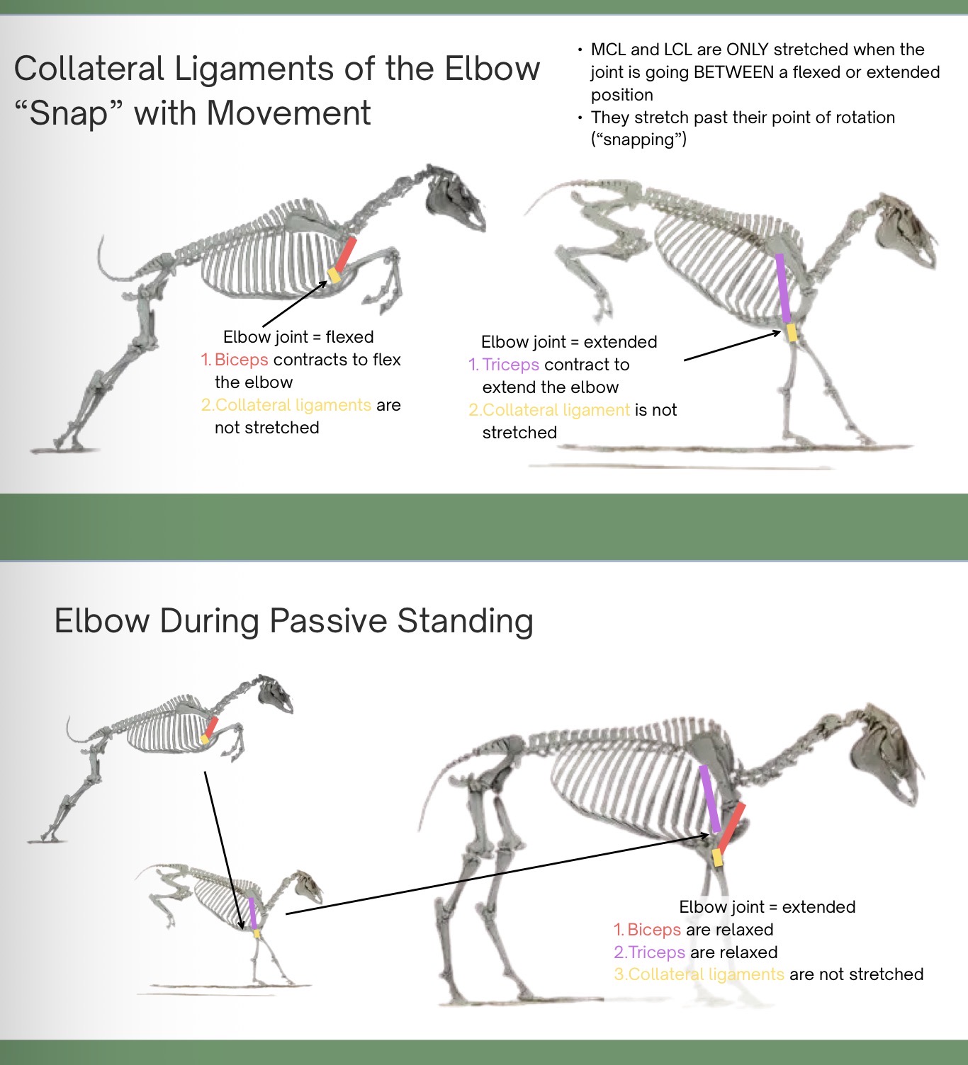 <p>MCL and LCL are only stretched when the joint is going between a flexed or extended position</p><p>they stretch past their point of rotation (“snapping”)</p>