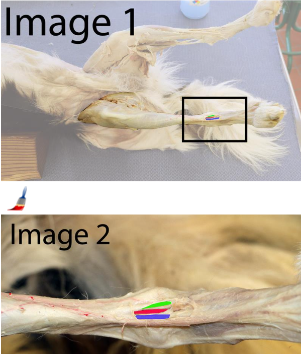 <p>Identify the <span style="color: red;">red-shaded</span> artery</p>