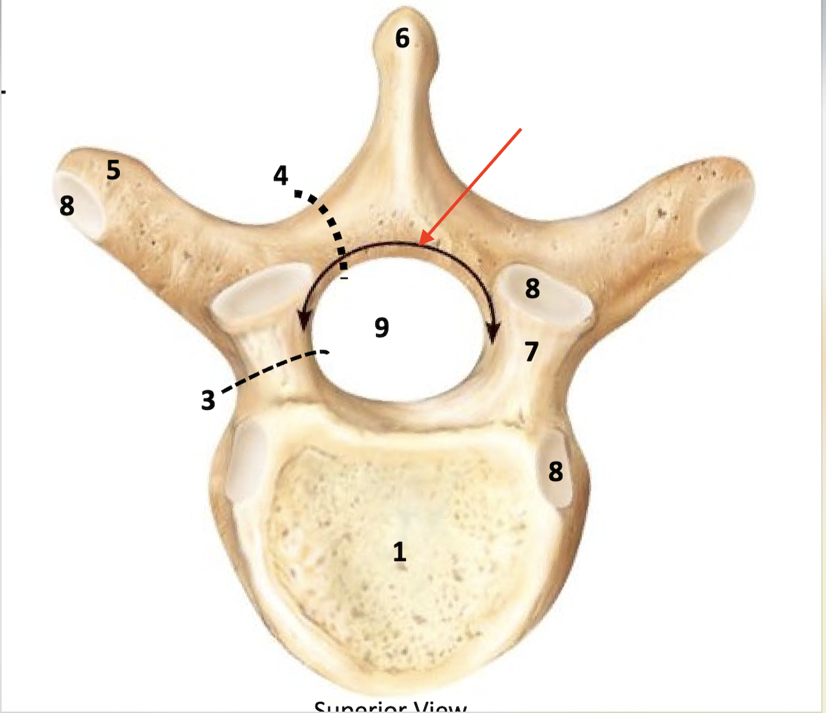 <p>provides support for vertebral forament posteriorly</p>