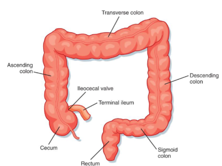 <ul><li><p>several haustra→ segmented pouches</p></li></ul><p></p>