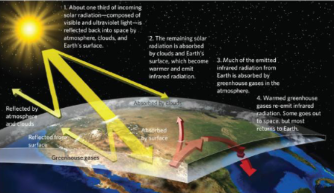 <p>humans are elevating amounts of greenhouse gases in atmosphere; 33% CO2 increase since 1700s</p><ul><li><p>more heat is trapped by more greenhouse gases</p></li></ul><p></p>