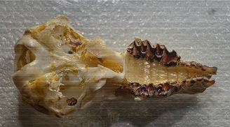 <p>What family does this skull belong to?</p>