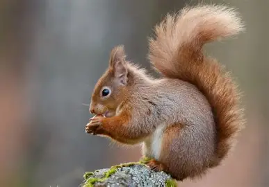 <p>Red Squirrel</p>