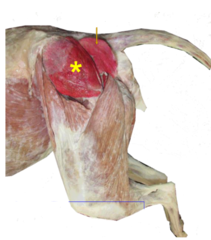 <p>what muscle is indicated</p>