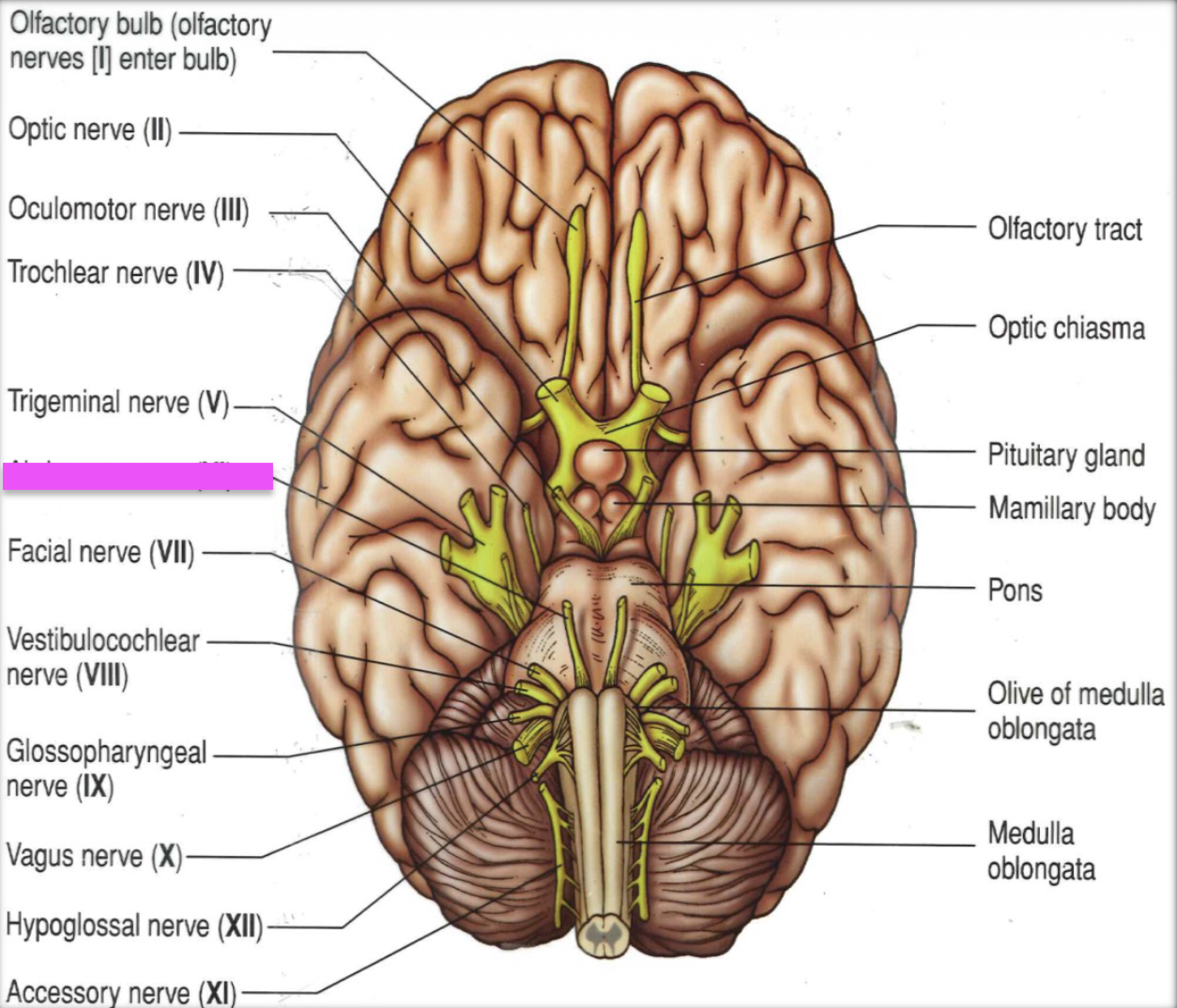 knowt flashcard image