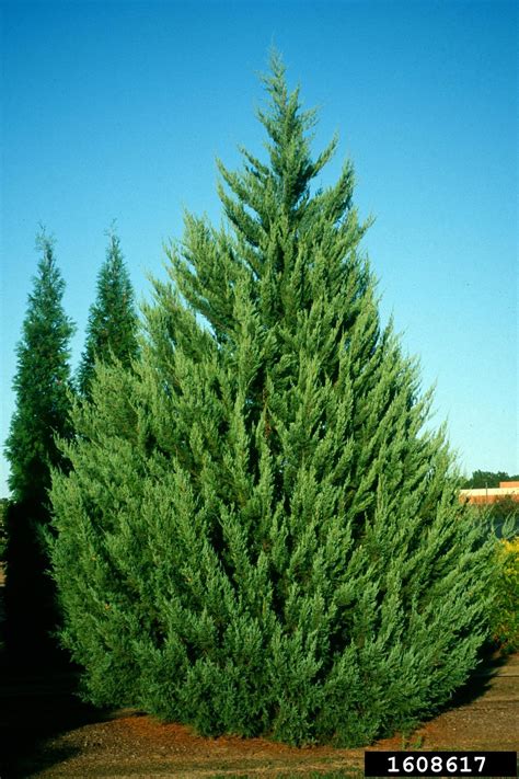 <p><em>Juniperus virginiana</em></p>