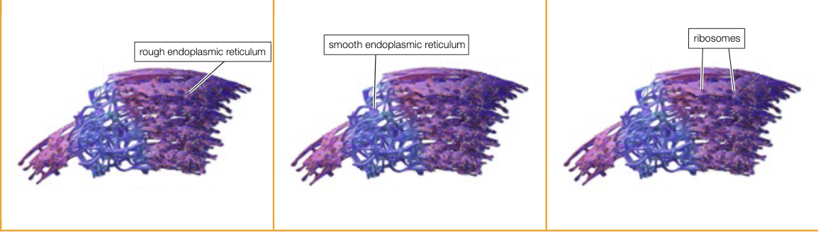 <p>RER</p><p>structure - network of interconnected flattened membrane sacs, span from nucleus to cell membrane. contains ribosomes attached to surface</p><p>function - inc. SA for cellular processes. attached ribosomes synthesise proteins that RER packages into vesicles and secretes into Golgi body</p><p></p><p>SER</p><p>structure - network of interconnected flattened membrane sacs, dont contain ribosomes on surface</p><p>function - synthesis of lipids</p><p></p><p>Ribosomes</p><p>structure - proteins and rRNA. attached to RER or free-floating</p><p>function - site of translation (protein synthesis)</p><p></p>