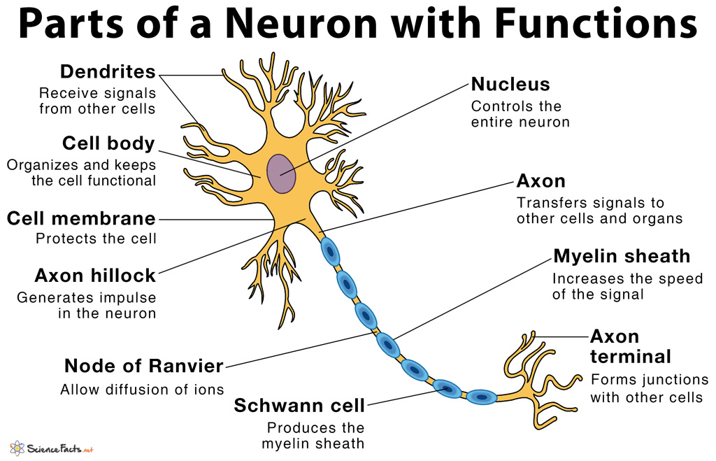 <p>Myelin Sheath </p>