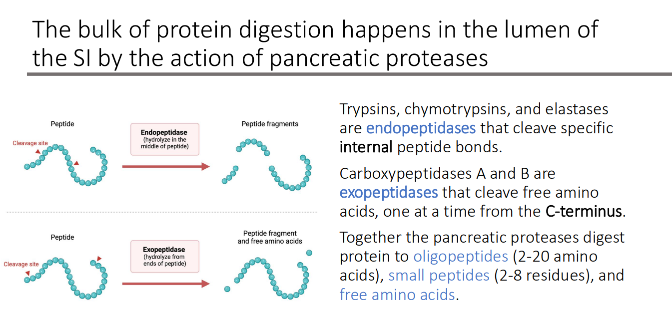<p>oligopeptides (2-20 amino acids), small peptides (2-8 residues), and free amino acids.</p>