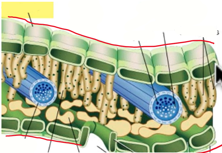 <p>top and bottom side of the leaf which secrete a waxy substance called cuticle keeping the leaf from drying out</p>
