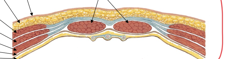 <p>is this above or below the arcuate line? how do you know?</p>