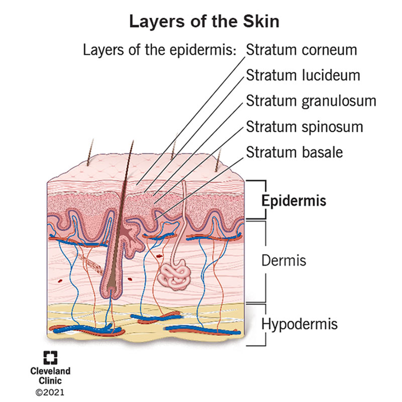 <ol><li><p>Stratum <strong>Basale</strong></p></li></ol><p> 2. Stratum <strong>Spinosum</strong></p><ol start="3"><li><p>Startum <strong>Granulosum</strong></p></li><li><p>Stratum <strong>Lucidum</strong></p></li><li><p>Stratum <strong>Corneum</strong></p></li></ol><p><u>(REMEMBER: Before Sun, Get Lotioned Completely)</u></p><p></p>