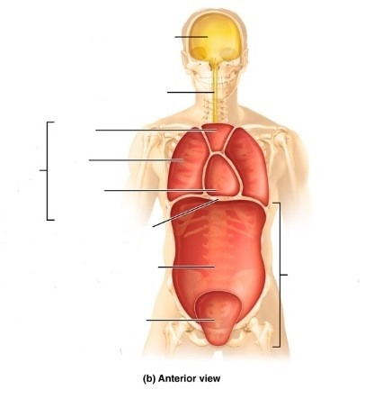 <p>thoracic cavity subdivisions</p>