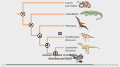 <p>Theropods</p>