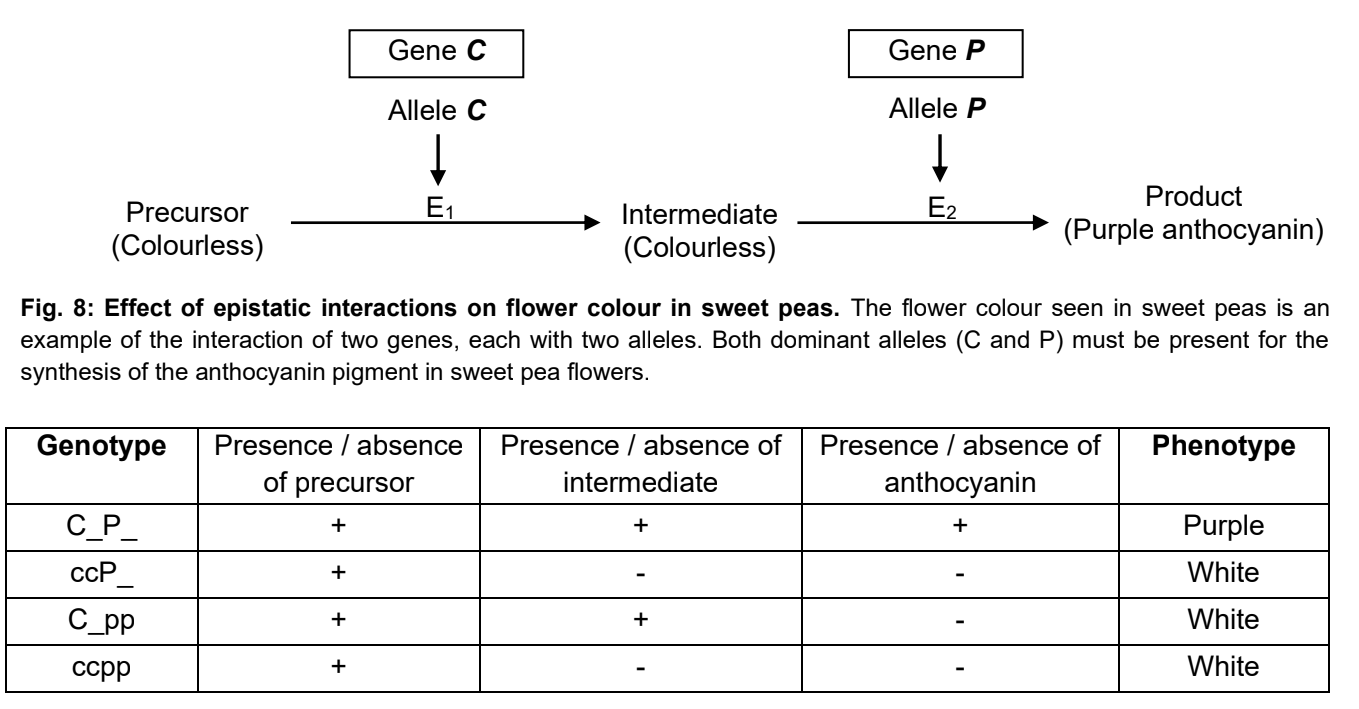 <p>Explain how recessive epistasis affects the resulting phenotypic ratio for double heterozygous cross?</p><p>Use example of the flower colour in sweet peas [refer to picture]</p><p>cc or pp will result in suppression of pigment colour.</p>