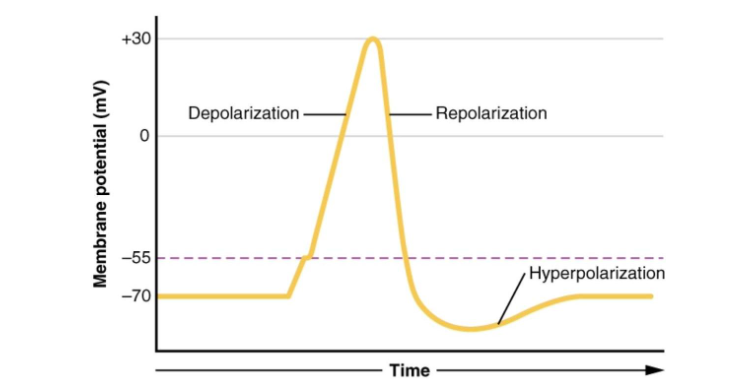<p>occurring: K+ channels open allowing ions out of cell, lowering action potential</p><p>charge: decreases membrane potential so it depends</p>