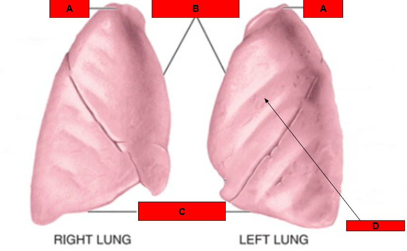 <p>What is indicated by C?</p>