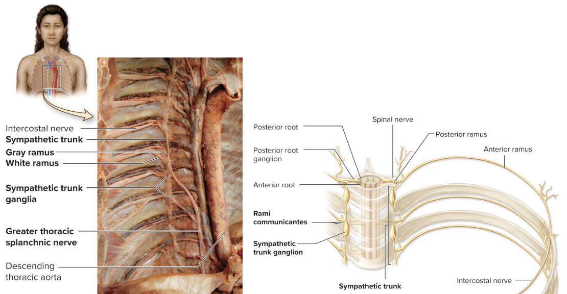 <p>extends lateral to the vertebral column </p><p>appearance of pearl necklace</p><p>strings are bundles of axons, where pearls are sympathetic trunk ganglia which house cell bodies of sympathetic ganglionic neurons </p>
