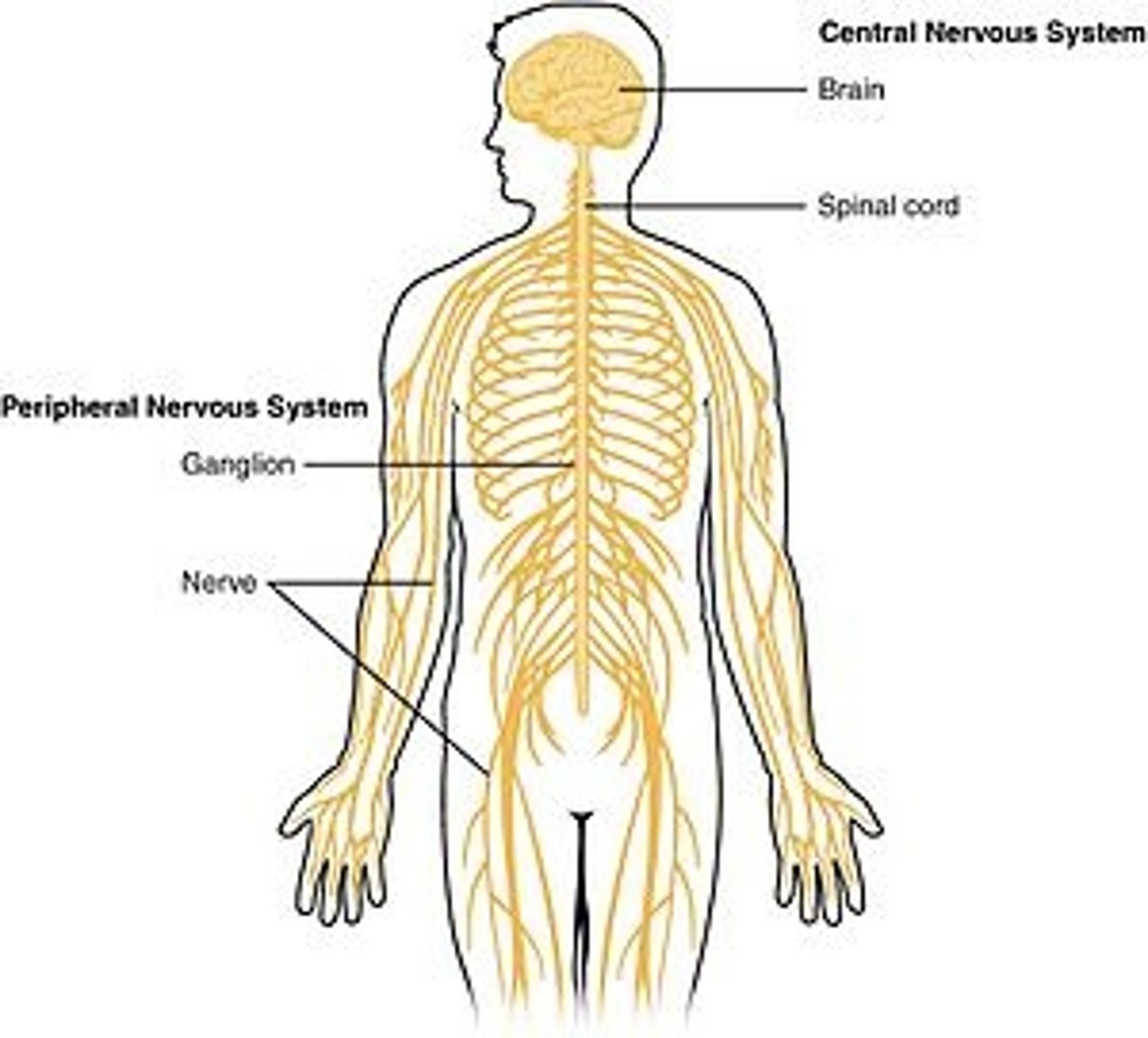 <p>(B) I and II Only</p><p>The peripheral nervous system contains Nerves & Ganglia.</p>