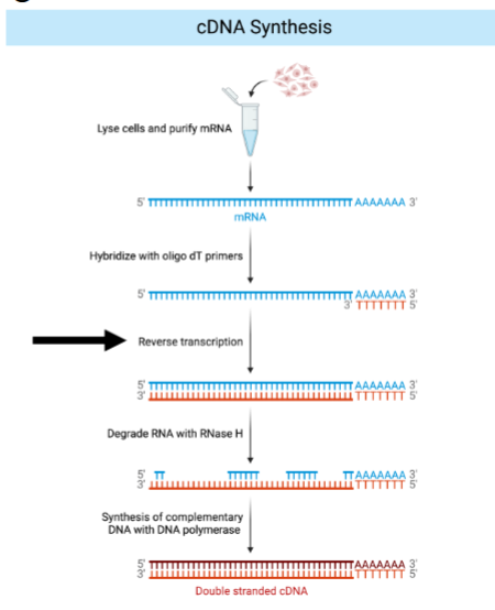 <ul><li><p><span style="background-color: transparent;">Remember: </span>Reverse transcriptase is an RNA-dependent DNA polymerase.</p></li></ul><p></p>