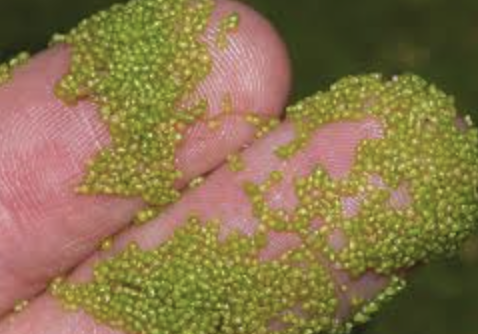 <p>The smallest inflorescense belongs to Wolffia or __________</p>