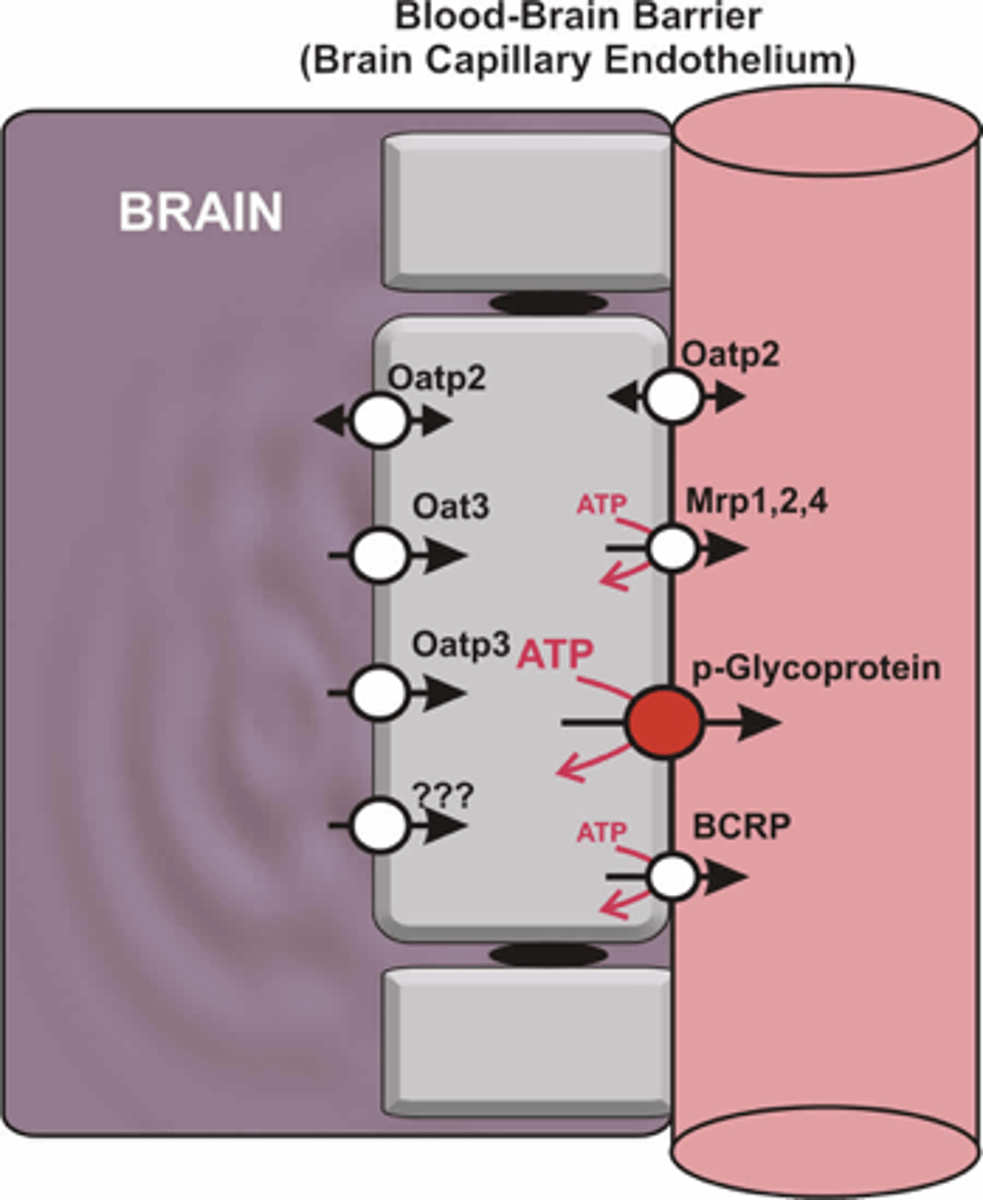 <p>ABC= atp binding cassette</p><p>- uses ATP to drive transport of drugs OUT OF cells</p><p>SLCs: solute carriers</p><p>use symport or antiport w ions to move drugs (usually into cell)</p>