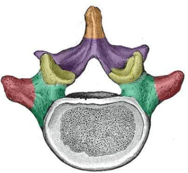 <p>Vertebra - Red</p>
