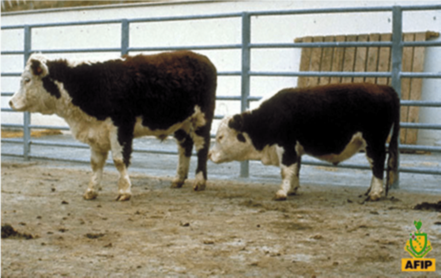 <p>Breed affected: Hereford</p><p>Appearance: Shorter body & head (skull deformed) than normal calf, potbelly, snorting when breathing </p><p>-Prone to bloat bc/ of difficulty breathing & belching</p><p>-Originated from sire Kansas lad--> traced to his offspring St. Louis Lad--> defect spread widely from popular sire WHR Royal Domino 51st</p><p>-Recessive allele </p><p>Test: N/A</p>