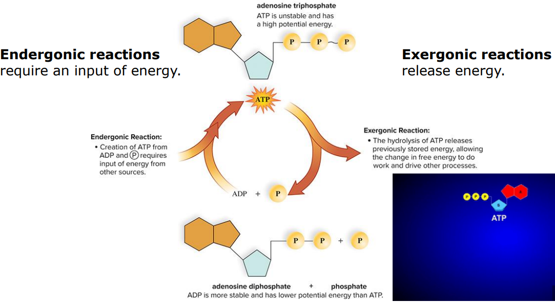 <p>Endergonic Reaction:</p><ul><li><p>Cellular Respiration in Mitochondria</p><ul><li><p>ADP + P + (energy of input) → ATP</p></li></ul></li></ul><p>Exergonic Reaction:</p><ul><li><p>Hydrolysis of ATP</p><ul><li><p>ATP (release of energy) → ADP + P</p></li></ul></li></ul><p></p><p><strong>Coupled Reactions: </strong>Energy released by an exergonic reaction is used to drive an endergonic reaction</p>