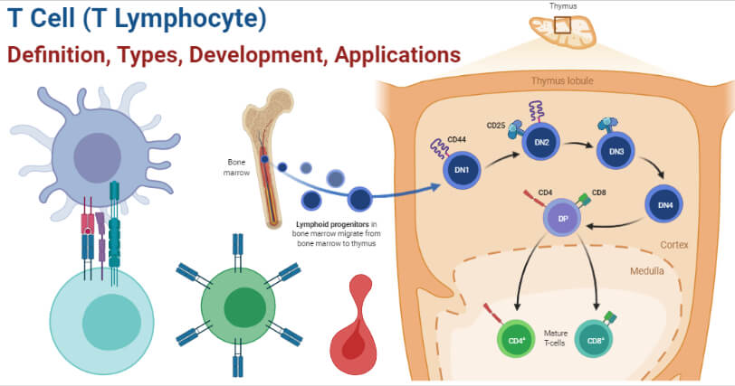 <p>Originate from hematopoietic stem cells in the bone marrow. Travel to the thymus to develop, mature, and undergo selection. Mature T cells then move to lymphatic system and bloodstream to fight infection.</p>