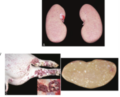 <p>What disease is being shown occurs in pigs which can be a sequela to chronic infection?</p>