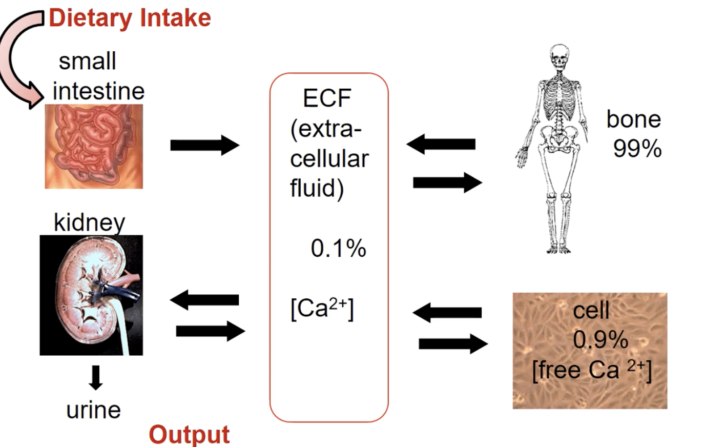 <ul><li><p>extracellular matrix</p></li><li><p>extracellular fluid</p></li><li><p>intracellular Ca2+</p></li></ul><div data-type="horizontalRule"><hr></div><ul><li><p>Bone: 99%</p></li></ul><ul><li><p>Cell: 0.9%</p></li><li><p>Extracellular fluid: 0.1%</p></li></ul><div data-type="horizontalRule"><hr></div><p>Movement</p><ul><li><p>Cells and bones and output and input with ECF</p></li><li><p>Dietary intake to small intestine where it gets absorbed and into the ECF and into bone/cells</p></li><li><p>Out calcium through kidney and out in the urine</p></li></ul><p></p>
