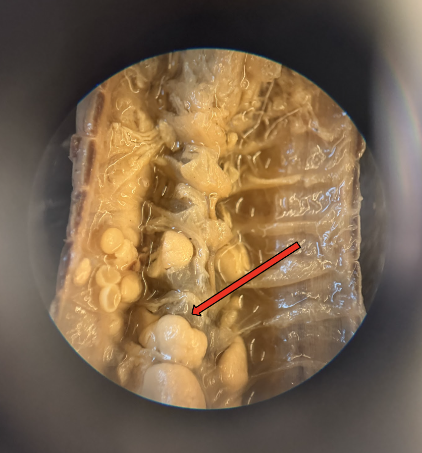<p>What is this Structure? What is the Function?</p>