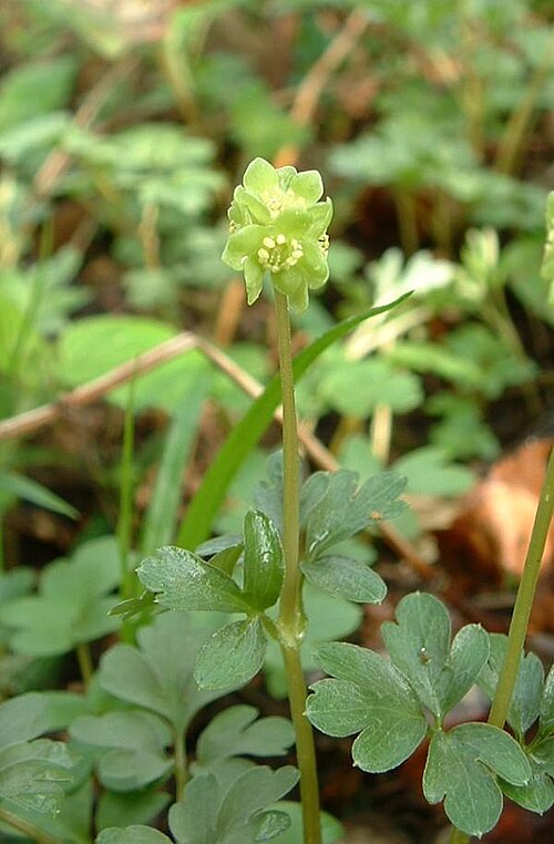 <ul><li><p>Also called:</p><ul><li><p><strong>Townhall clock</strong> (classic common name, refers to flower shape)</p></li></ul></li><li><p>Very small spring woodland herb</p></li><li><p>Usually 5-part “cube-like” greenish flower head (one flower faces up, four sideways)</p></li><li><p>Delicate, finely divided compound leaves (parsley-like look)</p></li><li><p>Low-growing, often forming small patches in moss or leaf litter</p></li><li><p>Blooms early spring before canopy fully leafs out</p></li><li><p>Moist, shady forests—decayed spruce forest floor is typical in Southcentral Alaska</p></li><li><p>Easy to miss; often appears as a tiny green star at ground level</p></li></ul><p></p>