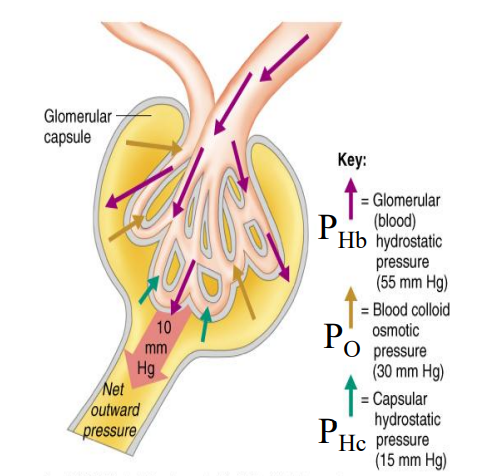 <p>Blood Colloid Osmotic Pressure</p><p></p><p>Pressure pushing against the glomerulus from Bowman’s space</p><p></p><p>30 mmHg</p>