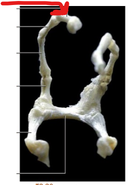<p>A bony element of the cranial horn located ventral to the tympanohyal and dorsal to the epihyal.</p>
